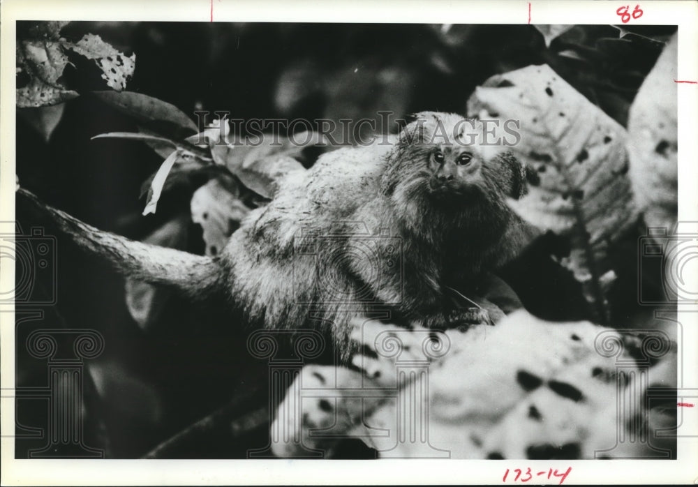 1984 Press Photo Animals, golden lion tamarin - hcx00329