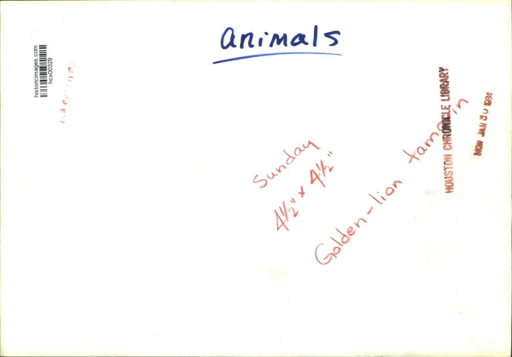 1984 Press Photo Animals, golden lion tamarin - hcx00329