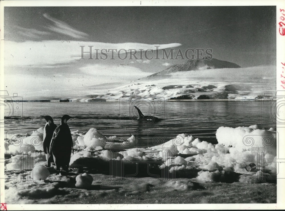 1981 Press Photo Two penguins in the summer sun and a killer whale in Antarctica- Historic Images