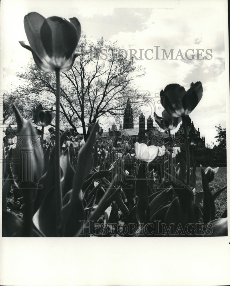 1988 Press Photo Tulips in Public Park Near Canada's Parliament Buildings