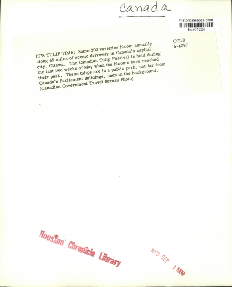 1988 Press Photo Tulips in Public Park Near Canada's Parliament Buildings