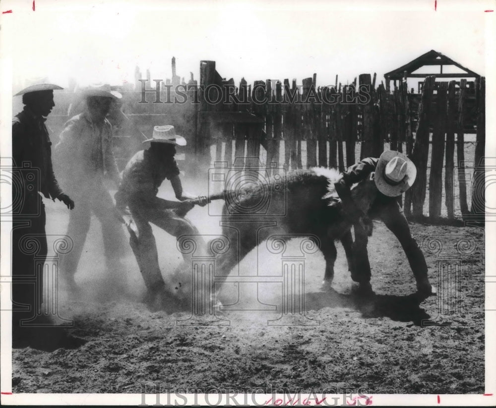 1976 Press Photo Cowboys Wresting a Cow - hcx01683