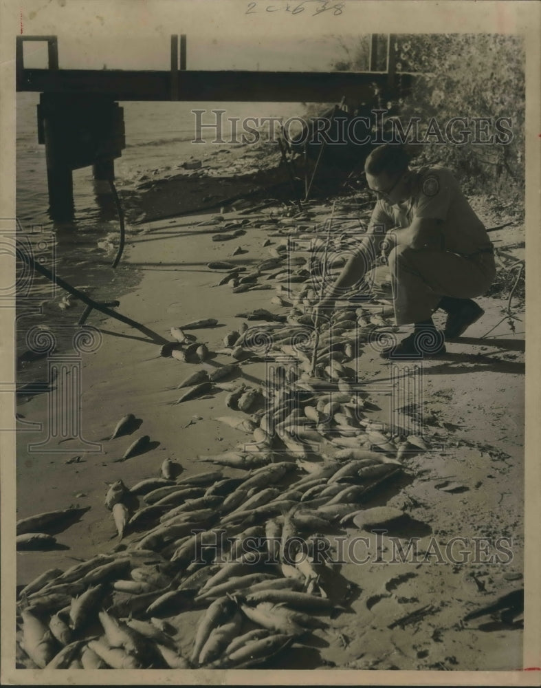 1968 Press Photo Dead fish from the Houston ship channel near Morgans point, TX