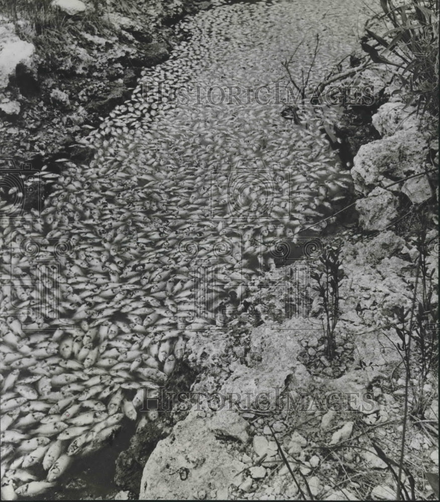 1967 Press Photo Dead Fish By Hundreds in The Everglades National Park, Florida