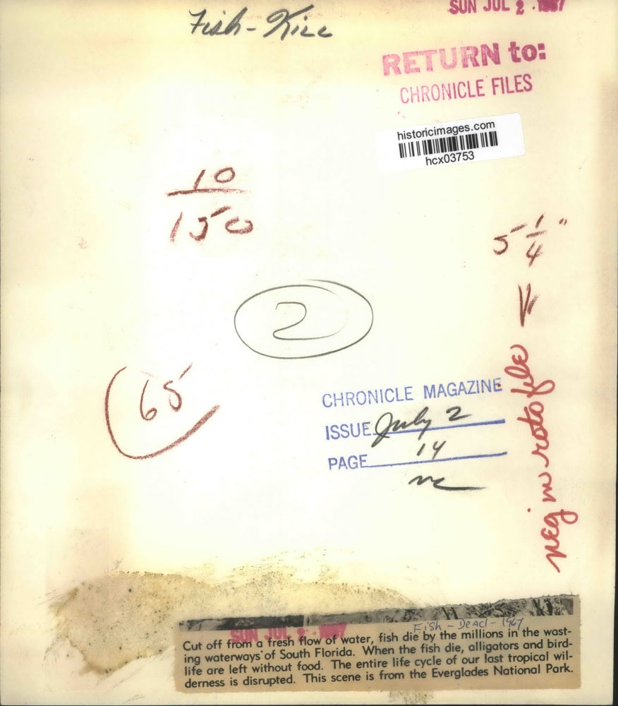 1967 Press Photo Dead Fish By Hundreds in The Everglades National Park, Florida