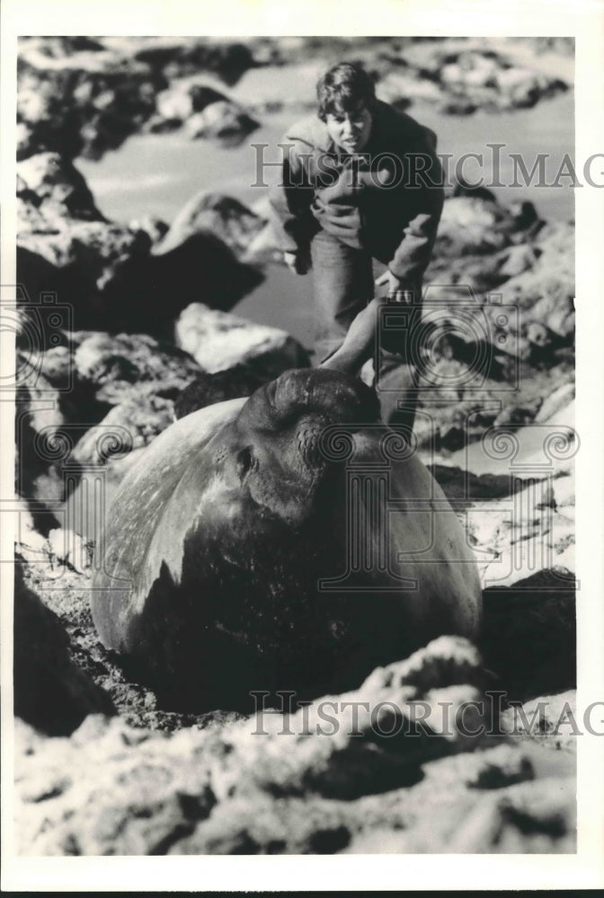 1986 Press Photo Elephant Seal Habitat in Southeast Farallon Island, California.- Historic Images