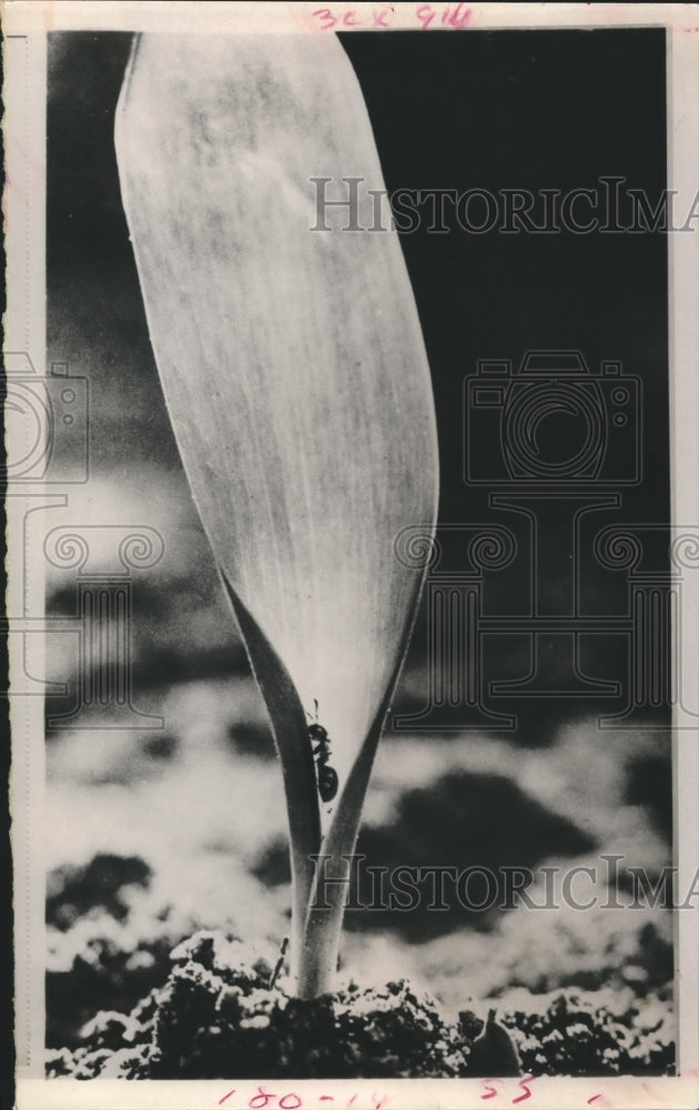 1971 Press Photo An ant crawls its way up the edge of a green shoot, New York