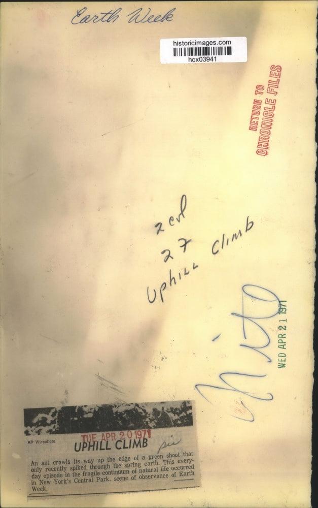 1971 Press Photo An ant crawls its way up the edge of a green shoot, New York