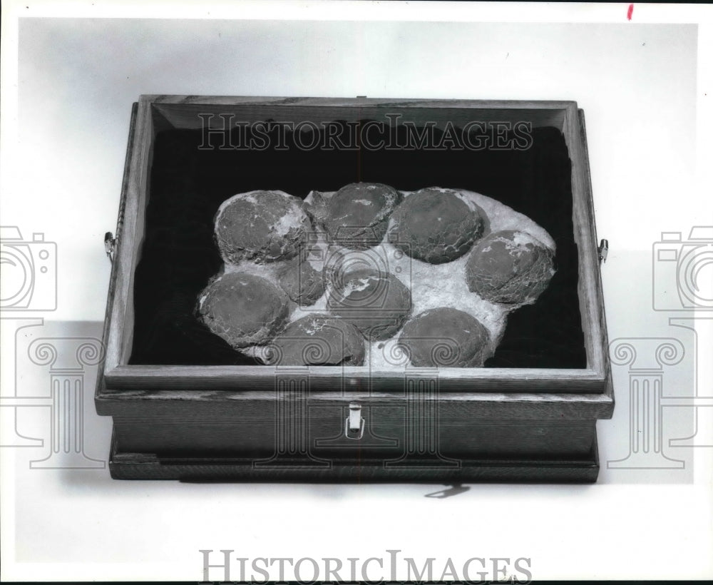 1995 Press Photo A Nest of 8 Dinosaur Eggs in Henan Province China. - hcx04868