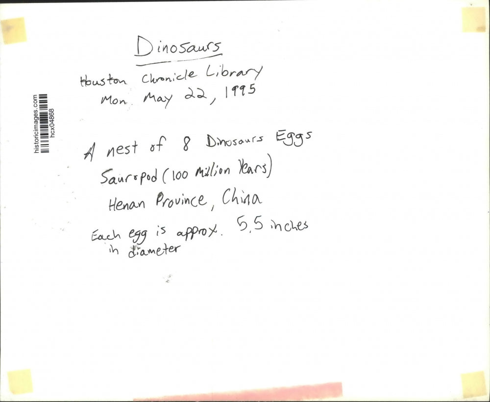 1995 Press Photo A Nest of 8 Dinosaur Eggs in Henan Province China. - hcx04868