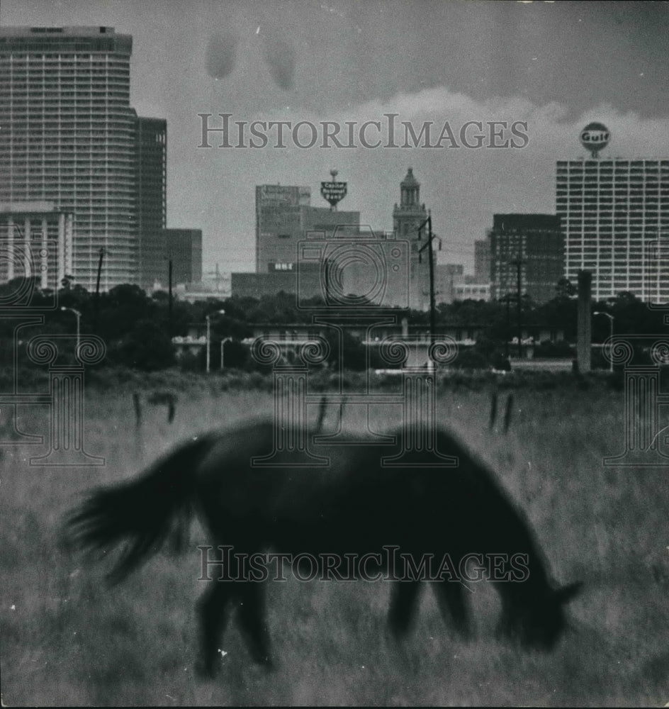 1967 Press Photo Horse Grazing in Field With City in Background. - hcx05610- Historic Images