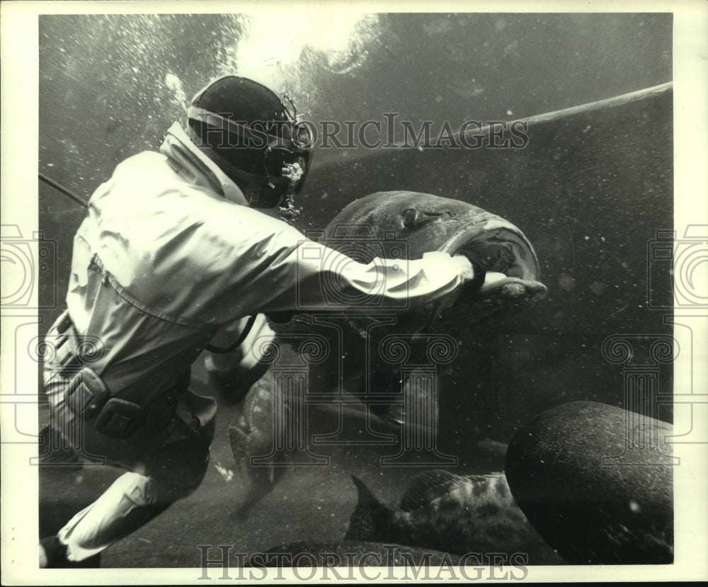 1973 Press Photo Diver & Sea Bass At Marineland Of The Pacific. - hcx10993