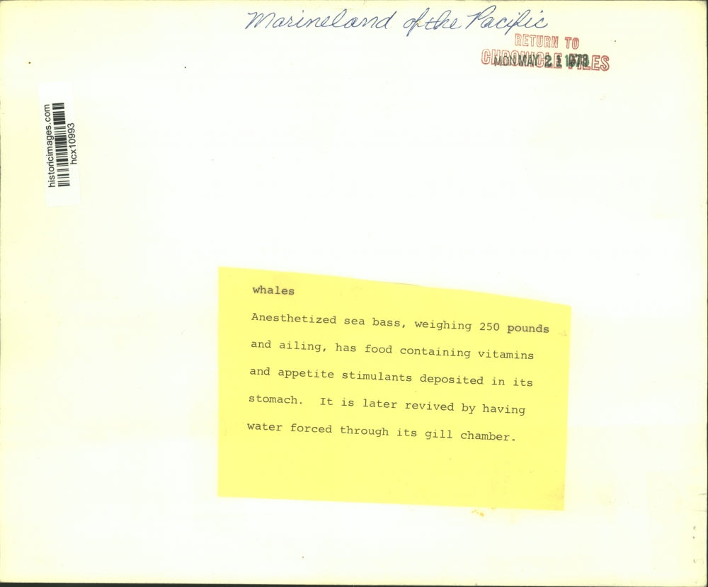 1973 Press Photo Diver & Sea Bass At Marineland Of The Pacific. - hcx10993