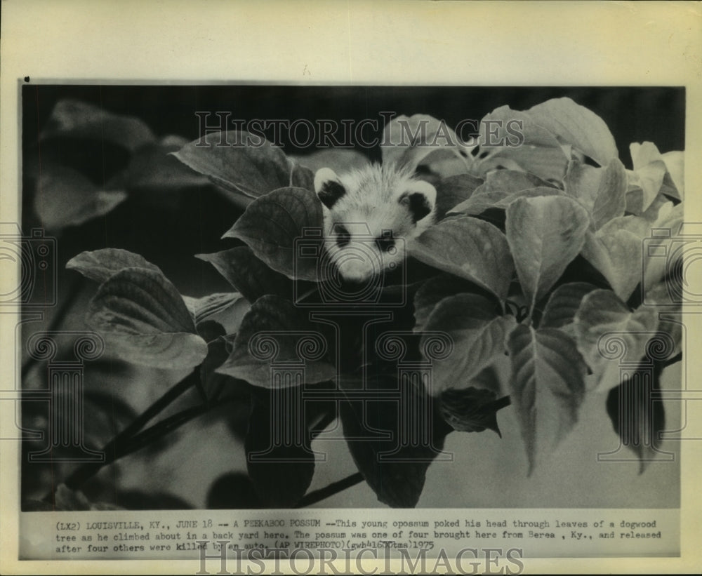 1975 Press PhotoYoung Possum in Dogwood Tree in Louisville Kentucky - hcx12502- Historic Images