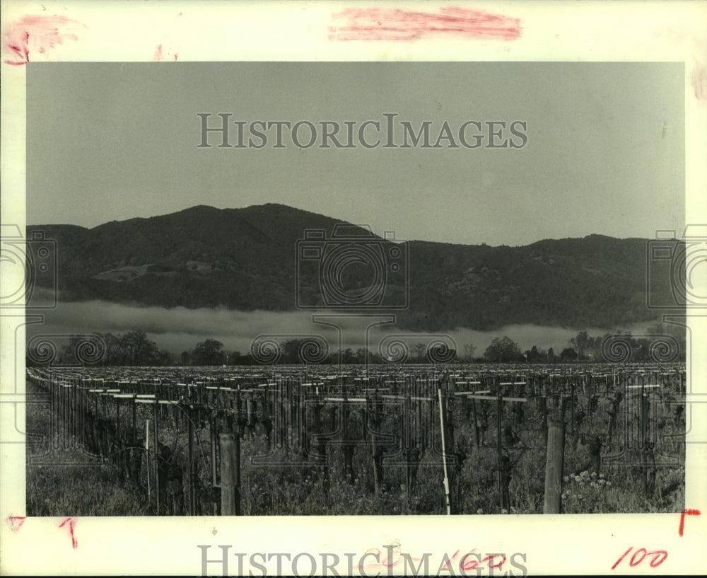 1983 Press Photo Napa Valley, California benefits from morning fog- Historic Images