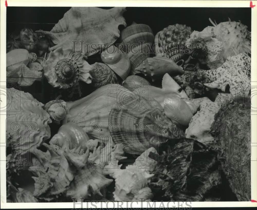1986 Press Photo Shell display at Houston Conchology Society at Hermann Park