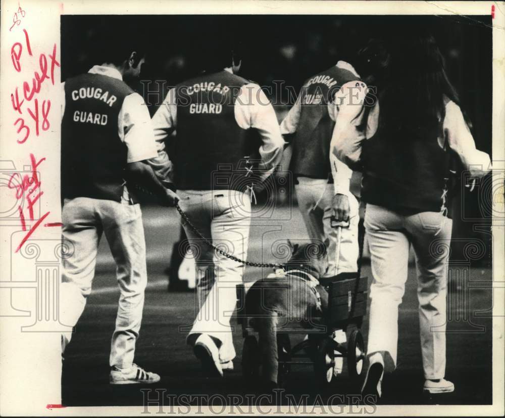 1971 Press Photo University of Houston Cougar Guard escorts cougar on field- Historic Images