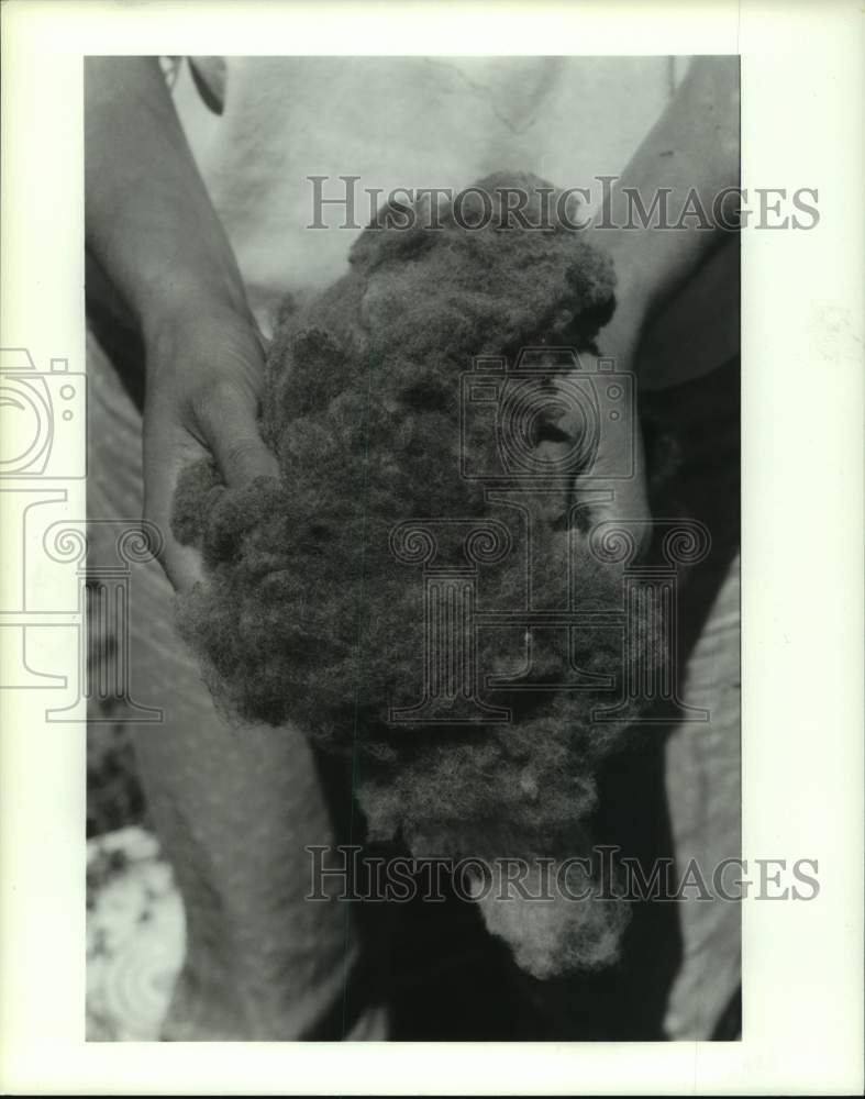 1989 Press Photo Person holds wool in New Mexico - hcx18937