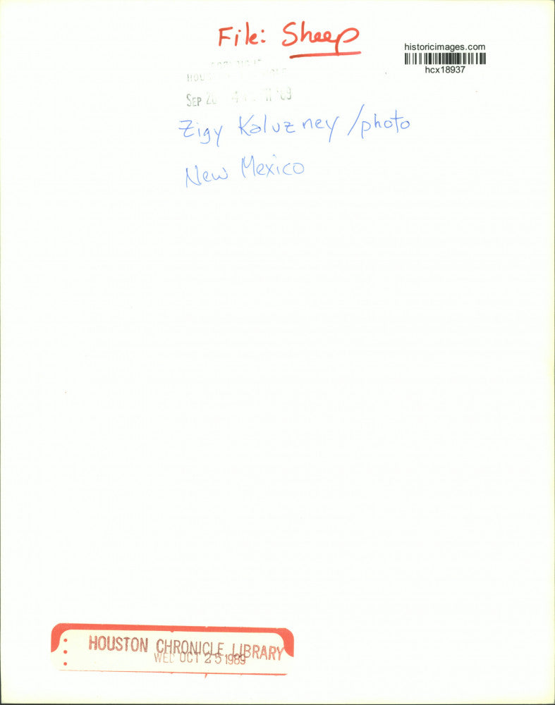 1989 Press Photo Person holds wool in New Mexico - hcx18937