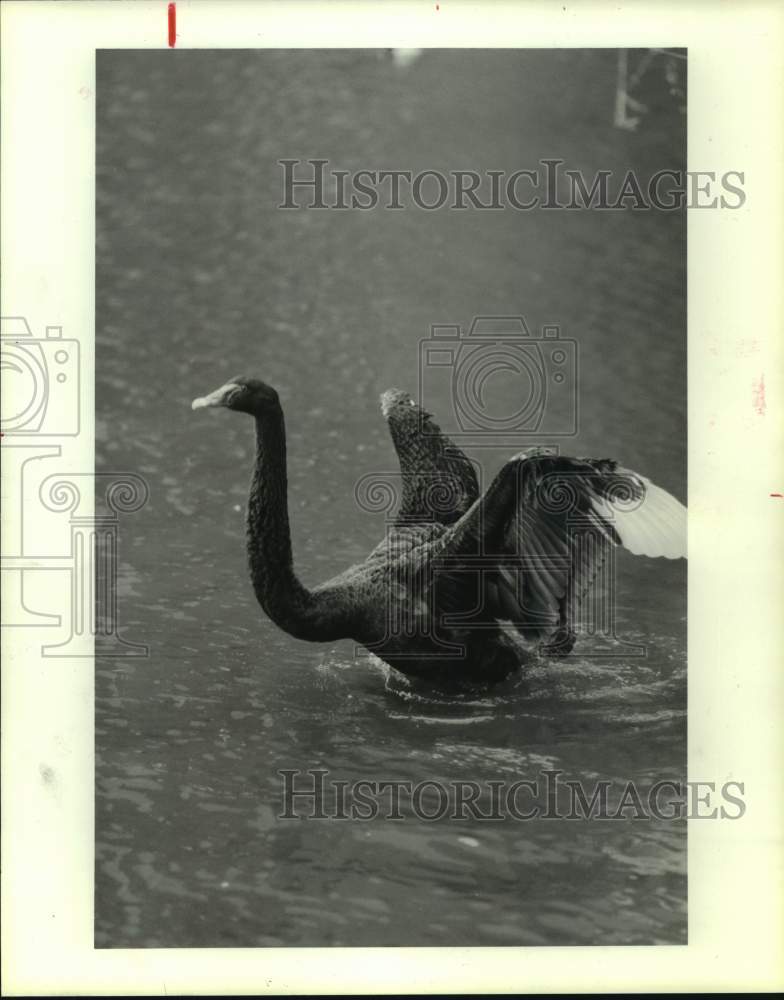1987 Press Photo Black swan from Australia at Lakes on Post Oak in Houston- Historic Images