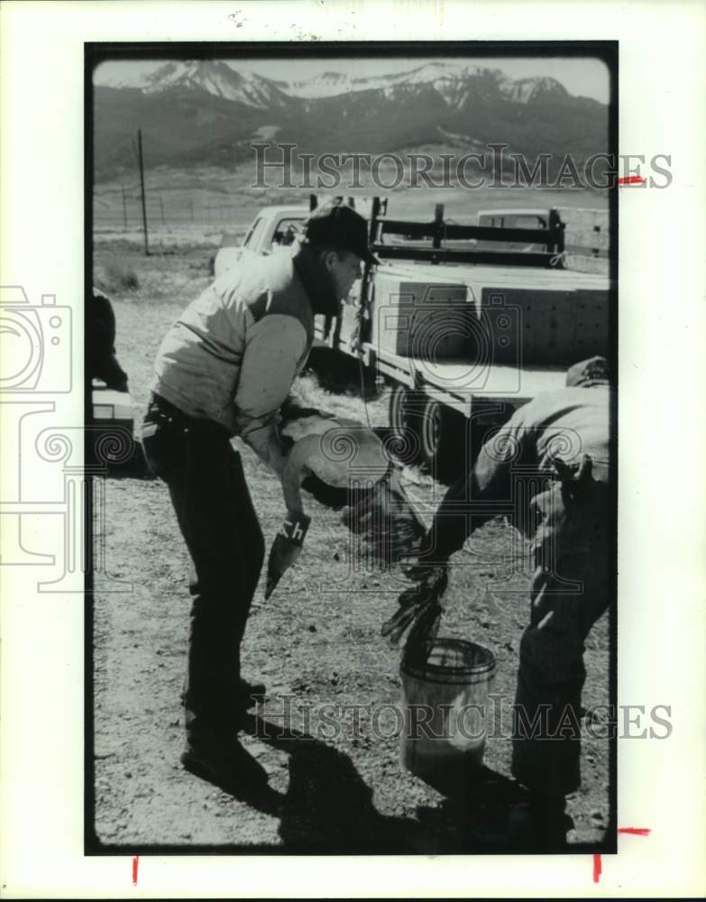 1993 Press Photo Biologists in Montana dye swan's wing so it can be tracked