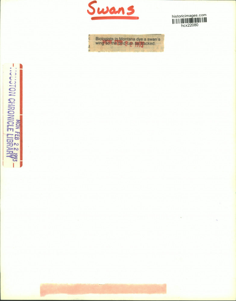 1993 Press Photo Biologists in Montana dye swan's wing so it can be tracked