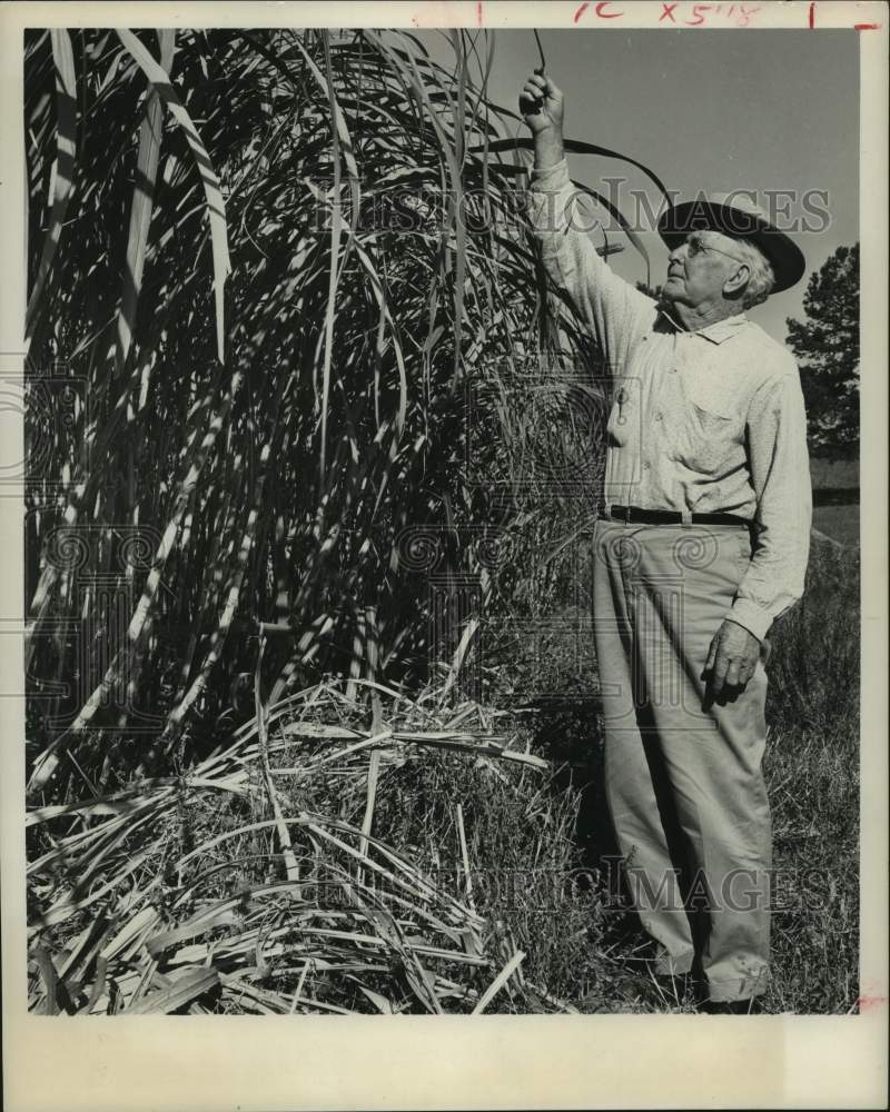 1963 Press Photo William H. Love with his sugar cane crop, Hickory Ridge