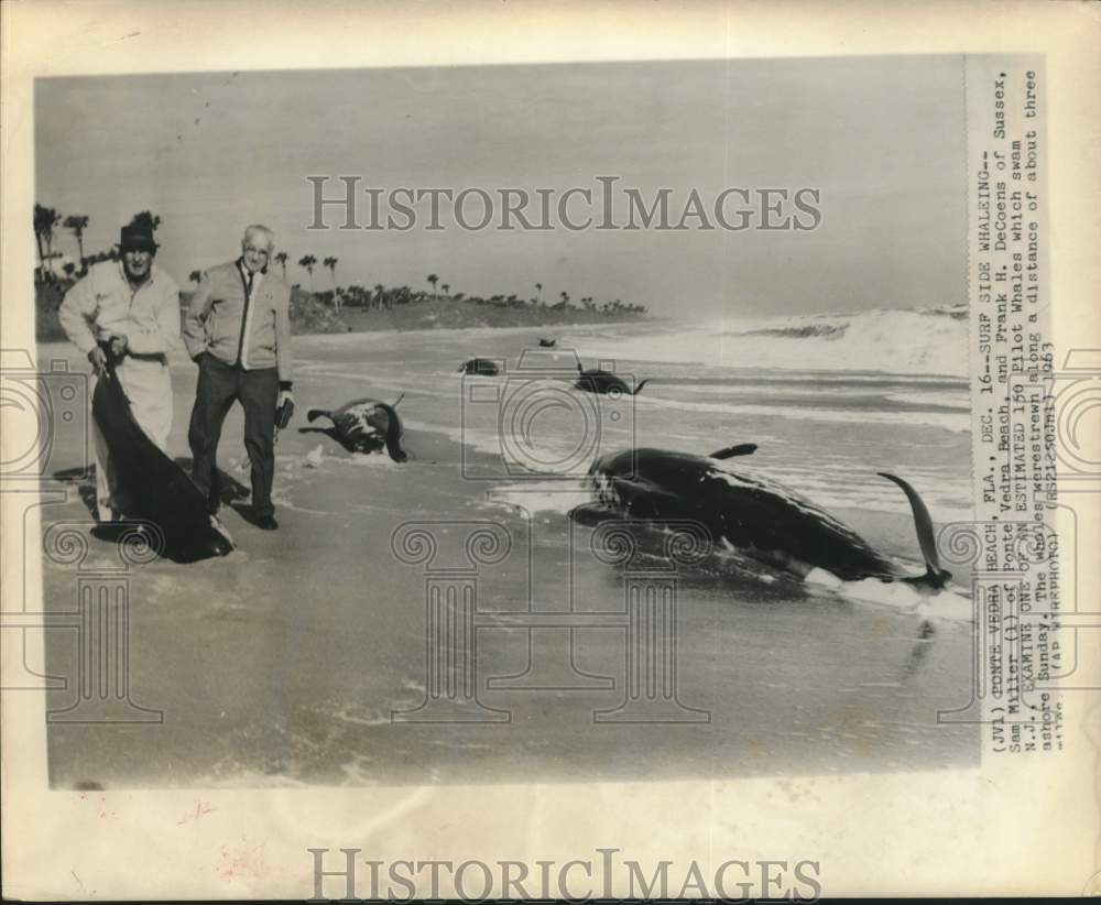 1963 Press Photo Men examine pilot whales that swam ashore in Florida