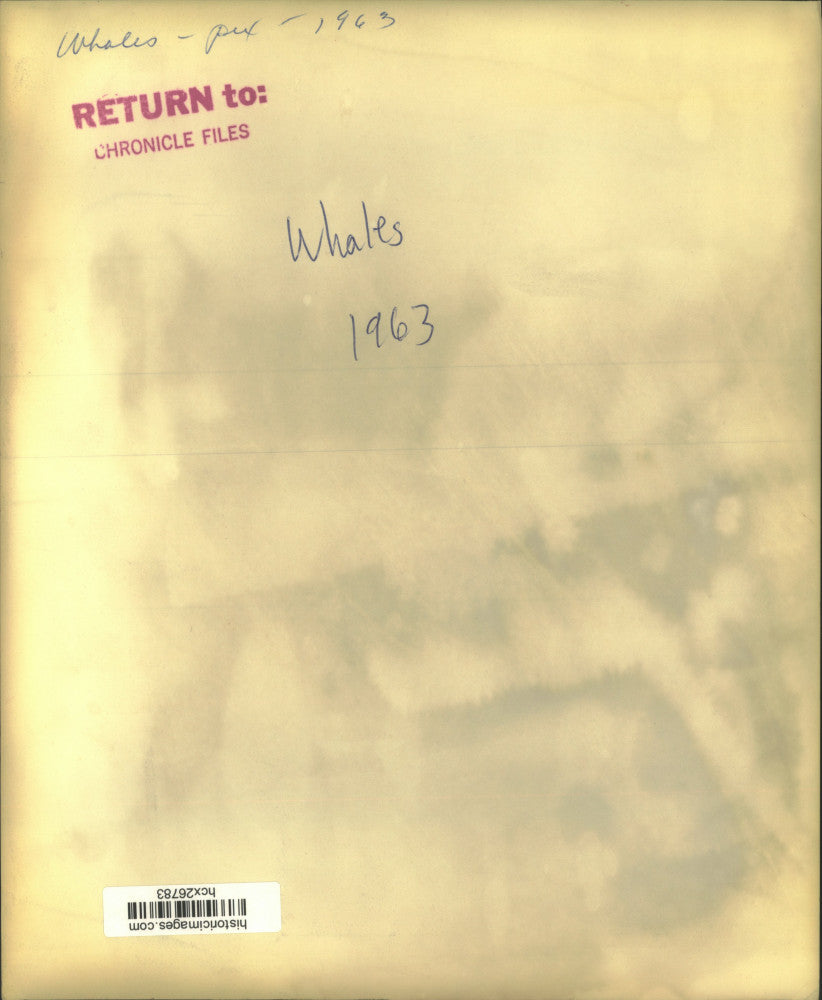 1963 Press Photo Men examine pilot whales that swam ashore in Florida