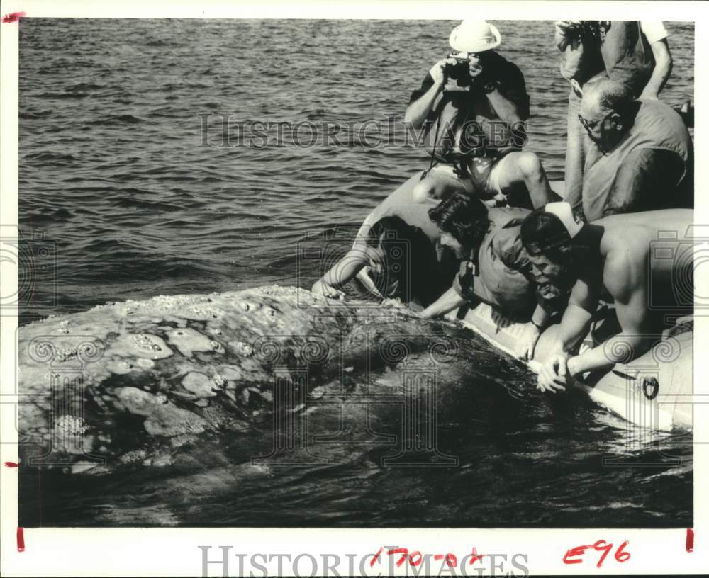 1981 Press Photo People petting a gray whale - hcx26929