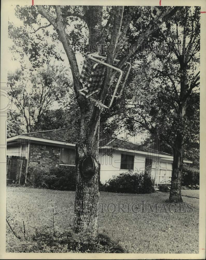 1974 Press Photo Lawn Chair in Tree After Strong Winds in Houston - hcx27610
