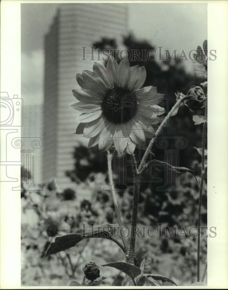 1988 Press Photo Sunflower near George R. Brown Convention Center, Houston- Historic Images