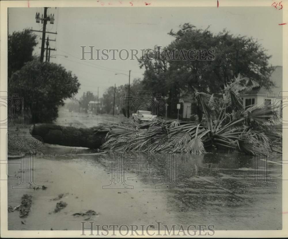 1961 Press Photo Fallen palm tree blocks road - Hurricane Carla - Houston- Historic Images