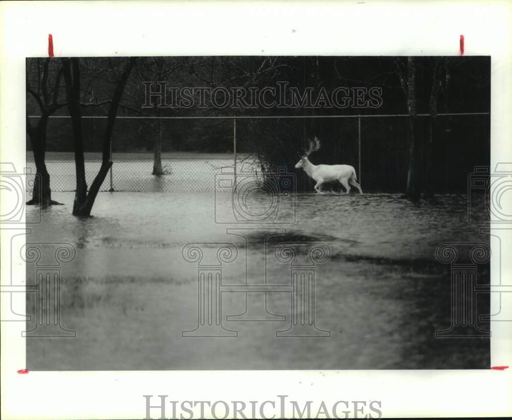 1991 Press Photo A deer walks through flood waters at Bear Creek park-Houston- Historic Images