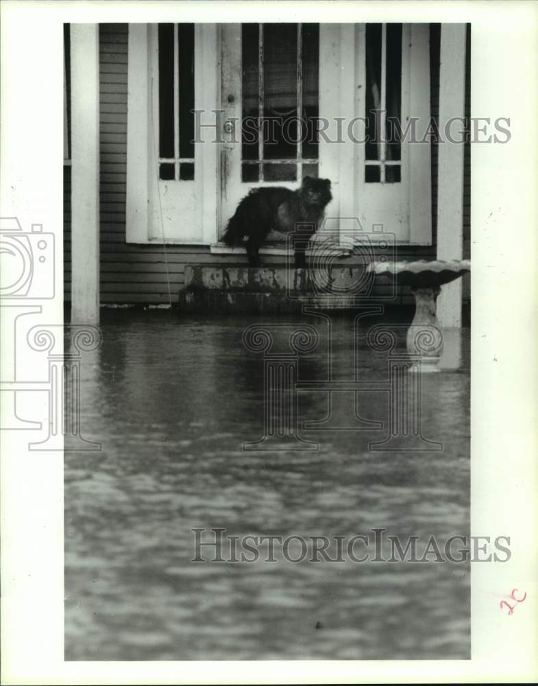 1981 Press Photo Stray Dog Stranded by Flood in Liberty County, Texas- Historic Images