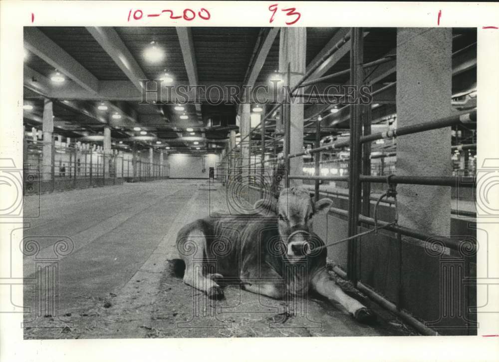 1974 Press Photo Lone Cow Waits At Houston Livestock Show and Rodeo - hcx34560