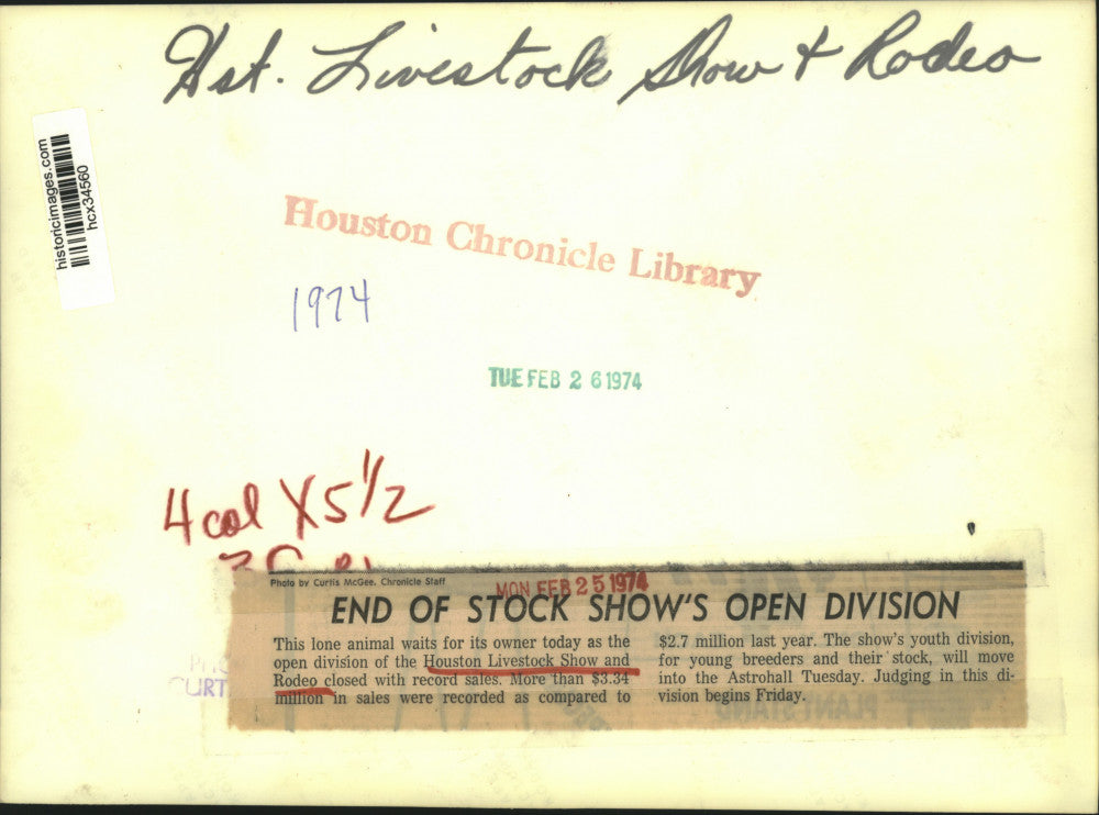 1974 Press Photo Lone Cow Waits At Houston Livestock Show and Rodeo - hcx34560