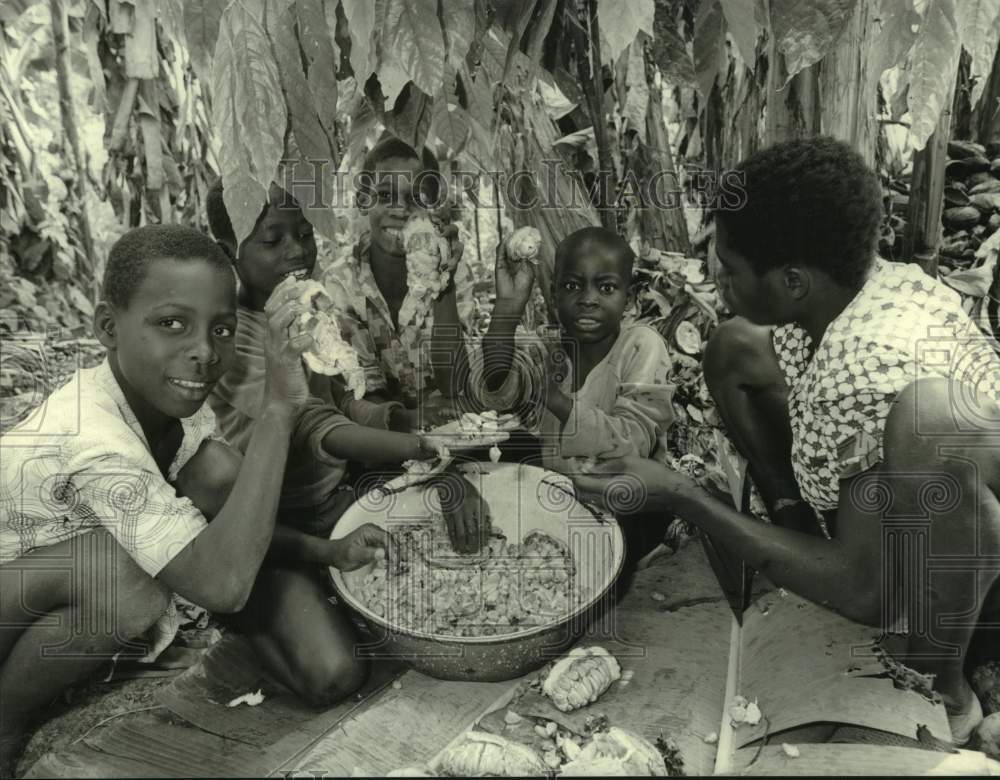 1986 Press Photo Workers Harvesting Cocoa on Plantation near Gagnoa, Ivory Coast