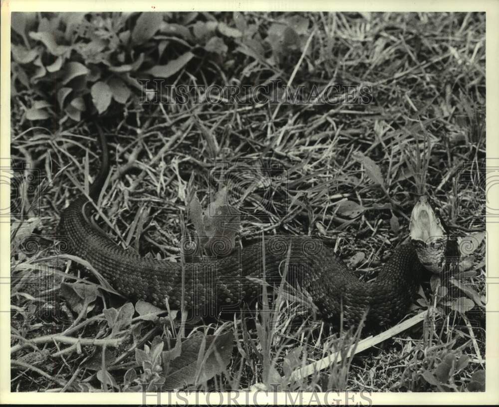 1987 Press Photo Water Moccasin snake in Houston, Texas - hcx37112