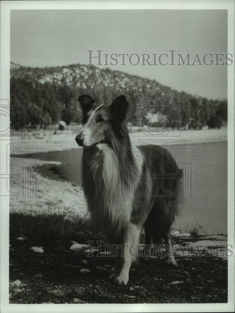 1978 Press Photo Lassie, the lovable canine star from TV series "Lassie"