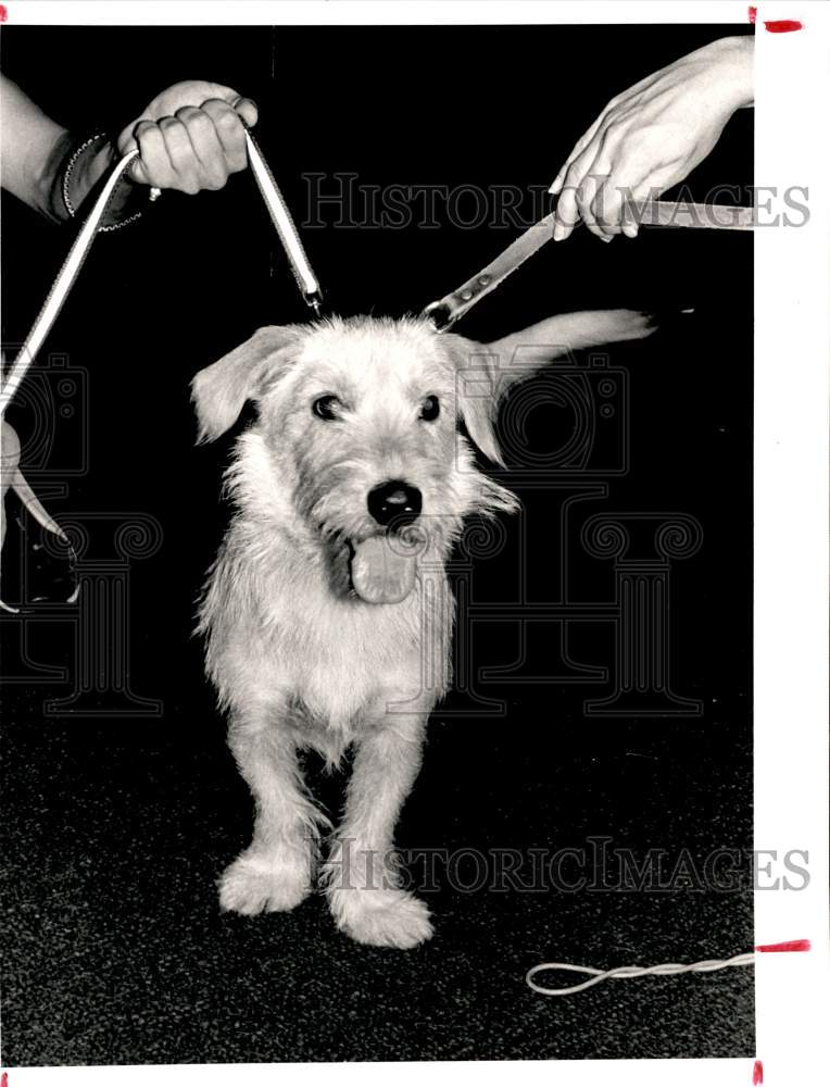 1987 Press Photo Puppy is double leashed. - hpa01933- Historic Images