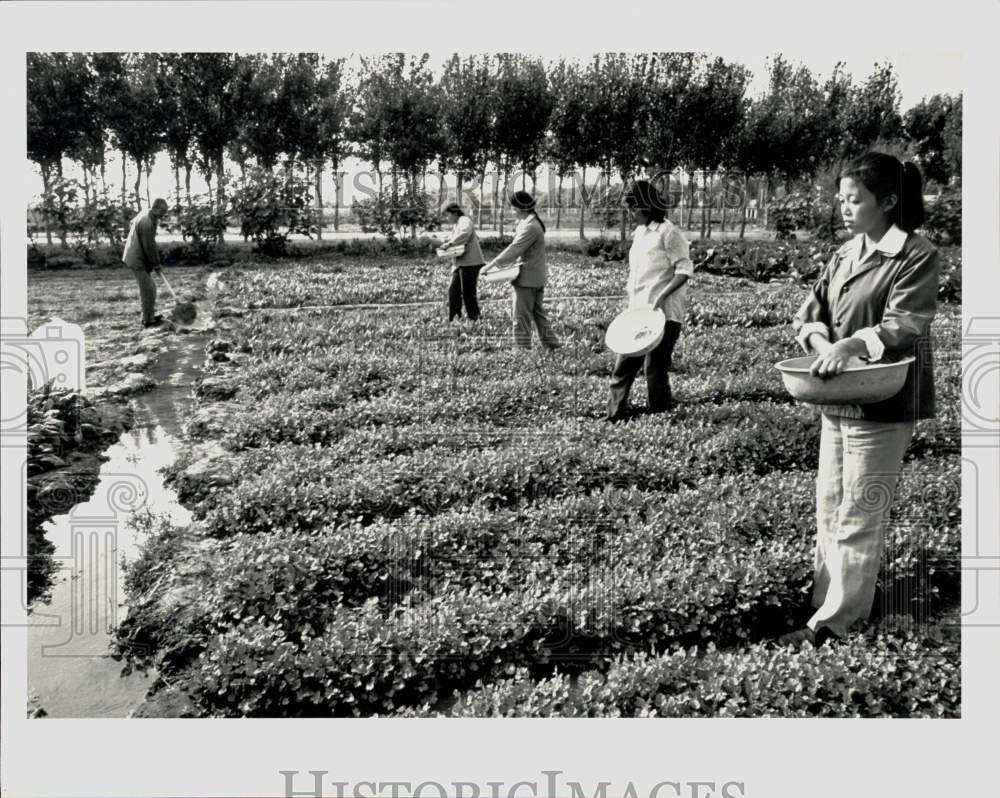 Press Photo Women work in fields of China. - hpa02355- Historic Images