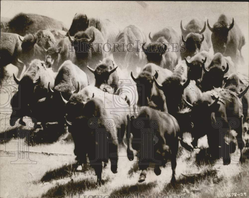 1956 Press Photo Herd of buffaloes running in North Dakota. - hpa02841