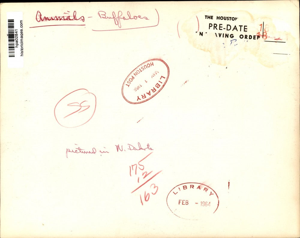 1956 Press Photo Herd of buffaloes running in North Dakota. - hpa02841