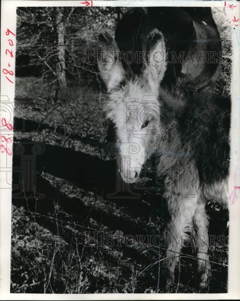 1973 Press Photo Donkey colt on Highway 159 near Hempstead. - hpa03870