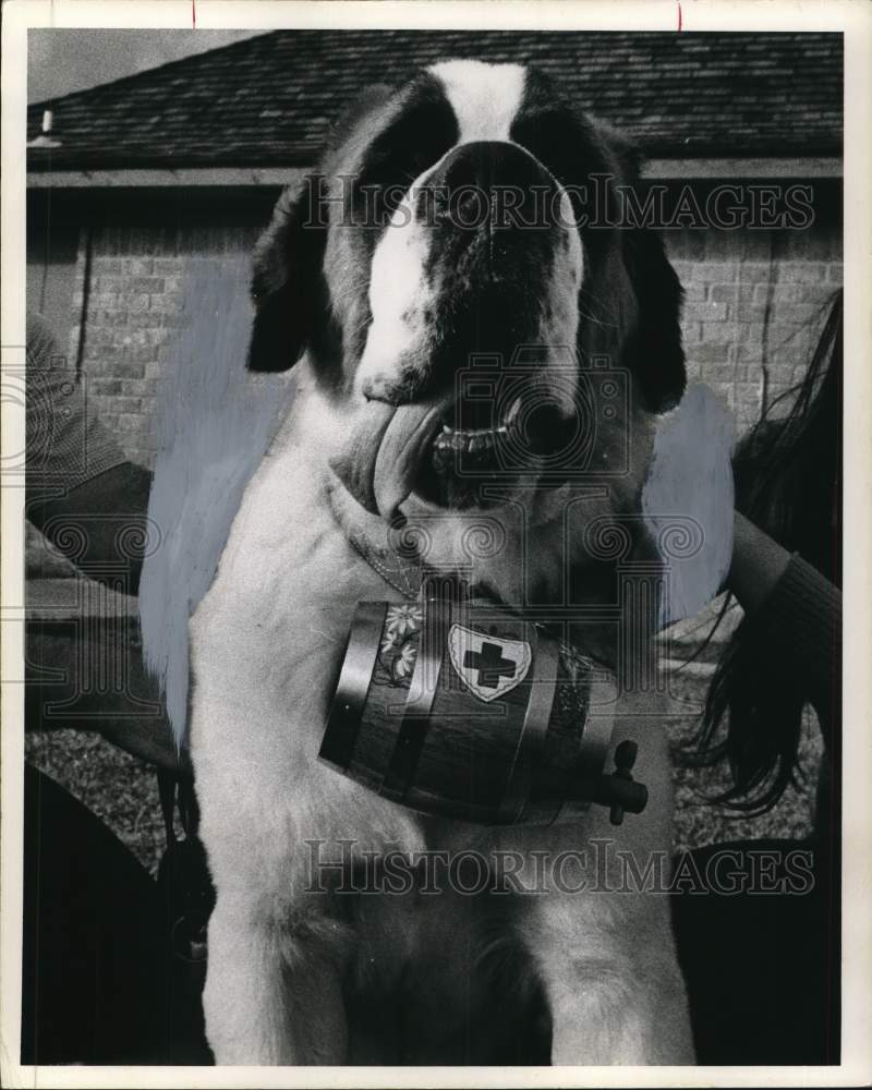 1974 Press Photo St. Bernard Otto wears red cross keg around his neck.- Historic Images