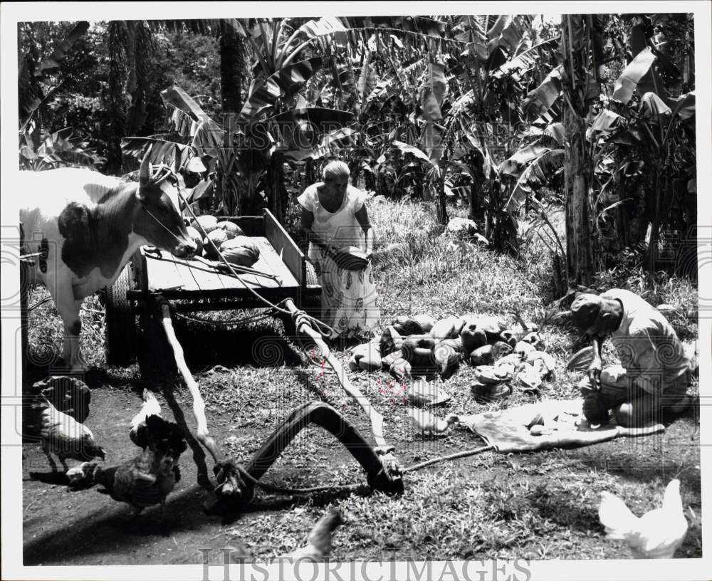 1961 Press Photo Guamanian Farmer and Wife husk Coconuts for Chicken Feed- Historic Images