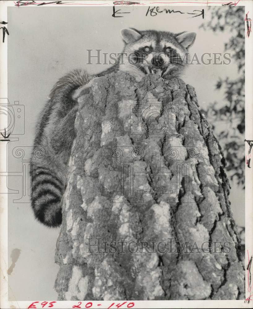 1958 Press Photo Raccoon perched on tree stump. - hpa12284