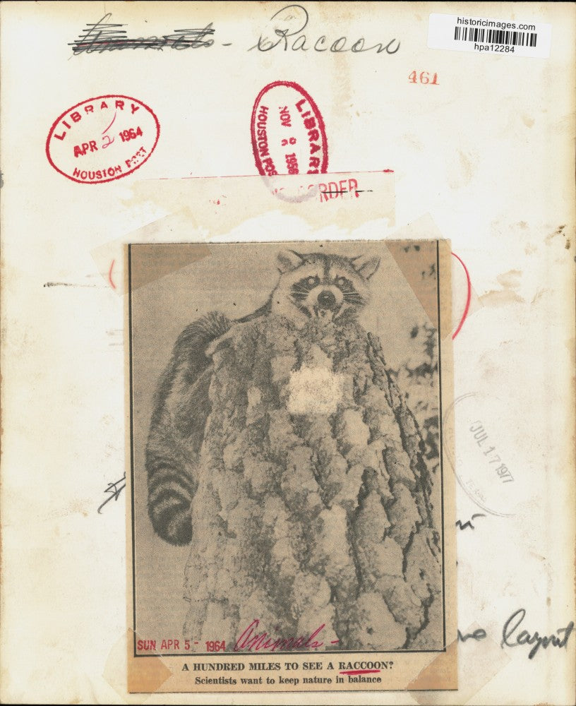 1958 Press Photo Raccoon perched on tree stump. - hpa12284