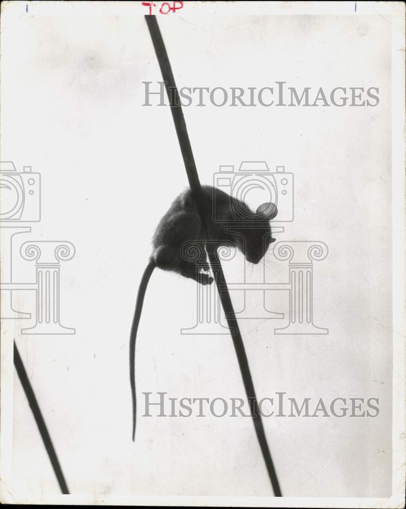1966 Press Photo Rat photographed on a wire. - hpa12613